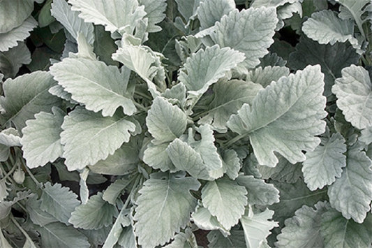 Dusty Miller Seeds Silver Cloud 50 Pelleted Seeds