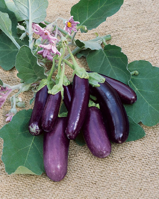 Great Garden Seed Eggplant Seeds 25 thru 500 Eggplant Little Fingers Purple
