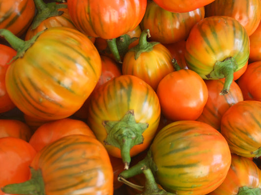 Turkish Orange Eggplant Seeds 25 thru 500 Seeds Orange Eggplant