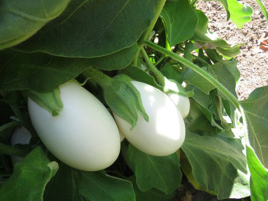 Eggplant Seeds White Star Hybrid Eggplant 25 thru 250 Seeds White Eggplant