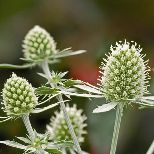 Eryngium Seeds Planum White Glitter 50 Seeds Sea Holly Seeds