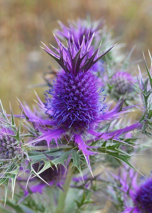 Eryngium Seeds 25 Eryngium Purple Sheen Sea Holly