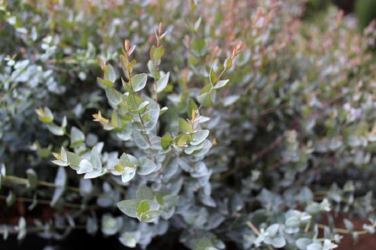 Eucalyptus Seeds 25 Eucalyptus Lunata Moon Lagoon Seeds