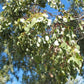Bimble Box Eucalyptus Seeds 50 Tree Seeds