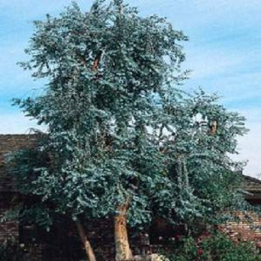 eucalyptus plant seeds for sale Eucalyptus Seeds Silver Dollar Tree Seeds 25 Seeds