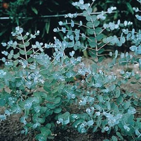 Eucalyptus Seeds Silver Drop Tree Seeds 25 Seeds
