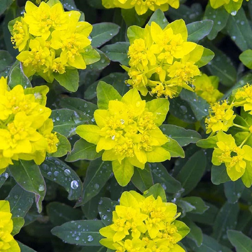 Euphorbia Polychroma 50 Euphorbia Seeds Cushion Spurge