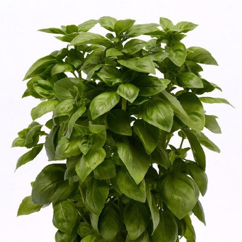 Everleaf Genovese Basil 50 Basil Seeds Herb Seeds – trailingpetunia.com