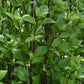 50 Basil Seeds Everleaf Thai Towers Herb Seeds
