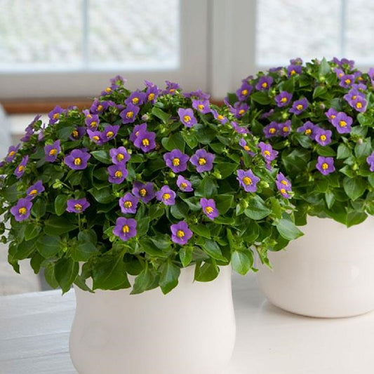 Exacum Royal Dane Deep Blue 25 Pelleted Seeds Flower Seeds