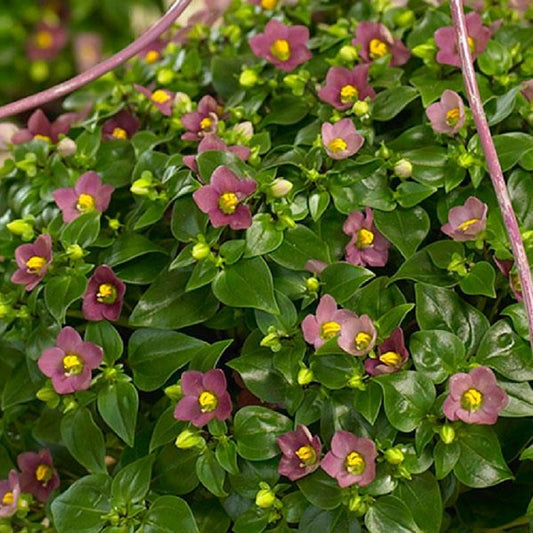 Exacum Royal Dane Deep Rose 25 Pelleted Seeds Flower Seeds