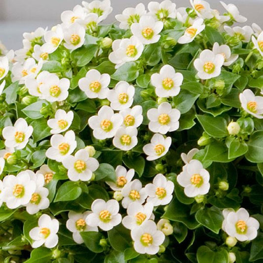 Exacum Royal Dane White 25 Pelleted Seeds Flower Seeds