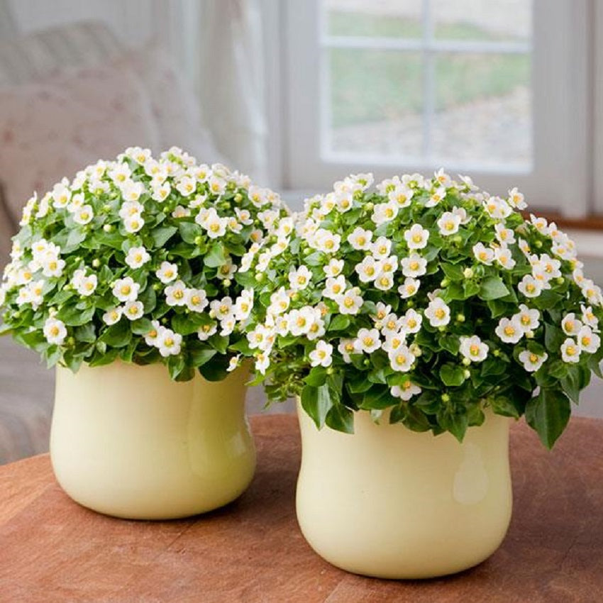Exacum Royal Dane White 25 Pelleted Seeds Flower Seeds