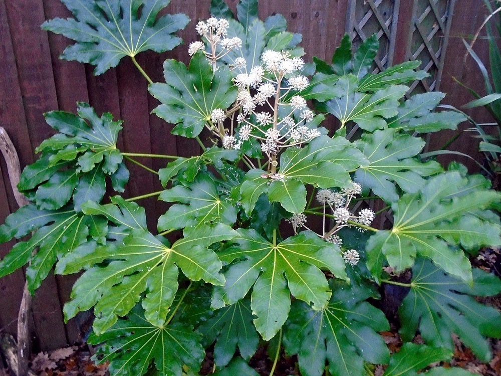 Fatsia Japonica Japanese Aralia 50 Fatsia Japonica Seeds