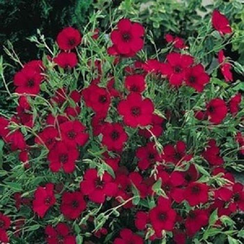 500 Scarlet Toad Flax Seeds Flower Seeds