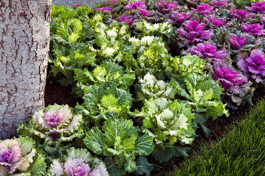 Ornamental Cabbage Seeds Osaka Mix 50 Flowering Kale Seeds