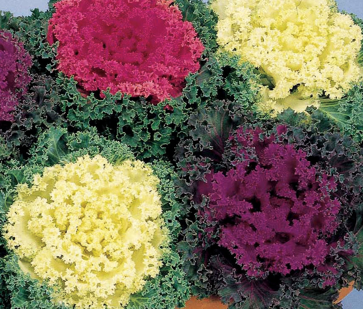 Ornamental Kale Seeds Nagoya Mix 25 thru 1,000 Flowering Kale Seeds