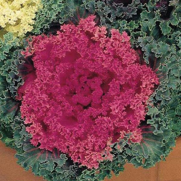 Ornamental Kale Seeds Nagoya Rose 25 thru 1,000 Flowering Kale Seeds