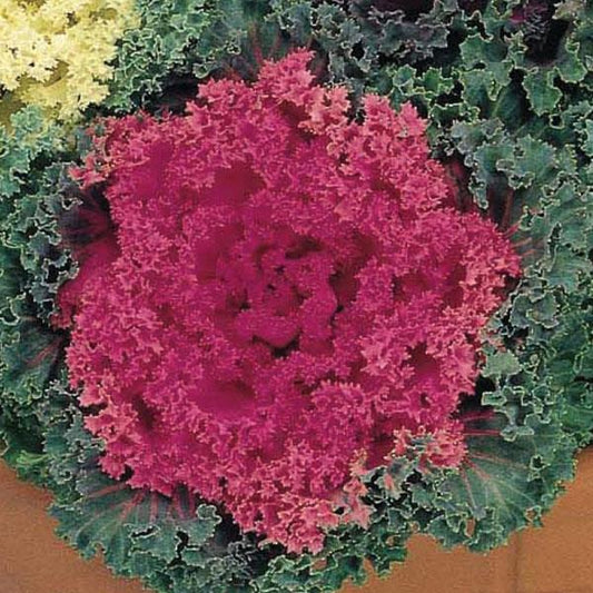 Ornamental Kale Seeds Nagoya Rose 25 thru 1,000 Flowering Kale Seeds