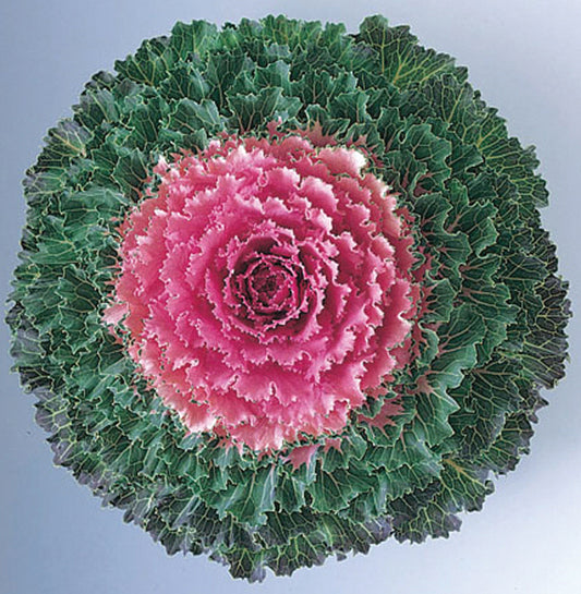 Flowering Kale Seeds 50 Seeds Flowering Cabbage Songbird Pink