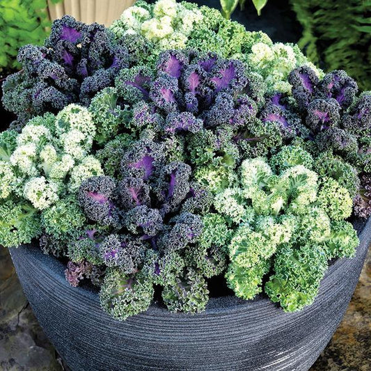 Ornamental Flowering Kale Seeds Yokohama Mix 25 thru 1,000 Flowering Cabbage Seeds