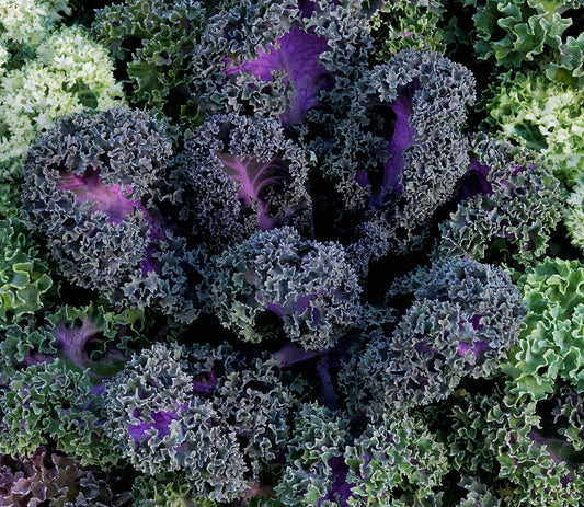 Ornamental Flowering Kale Seeds Yokohama Red 25 thru 1,000 Flowering Cabbage Seeds