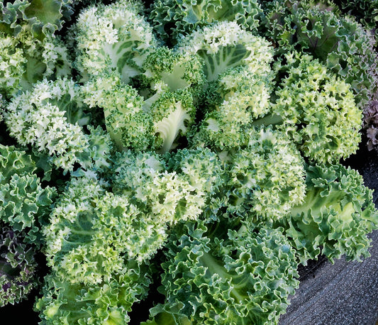 Flowering Kale Seeds Yokohama White 50 Seeds New 2018