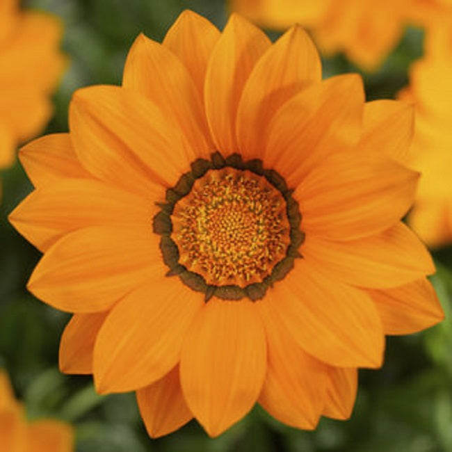 Gazania Seeds Big Kiss Orange 25 thru 100 Perennial Flower Seeds