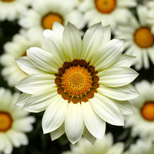 Gazania Seeds Big Kiss White 25 thru 100 Perennial Flower Seeds