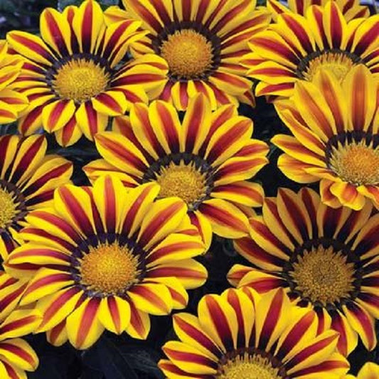 Big Kiss Yellow Flame Gazania Seeds 50 Flower Seeds