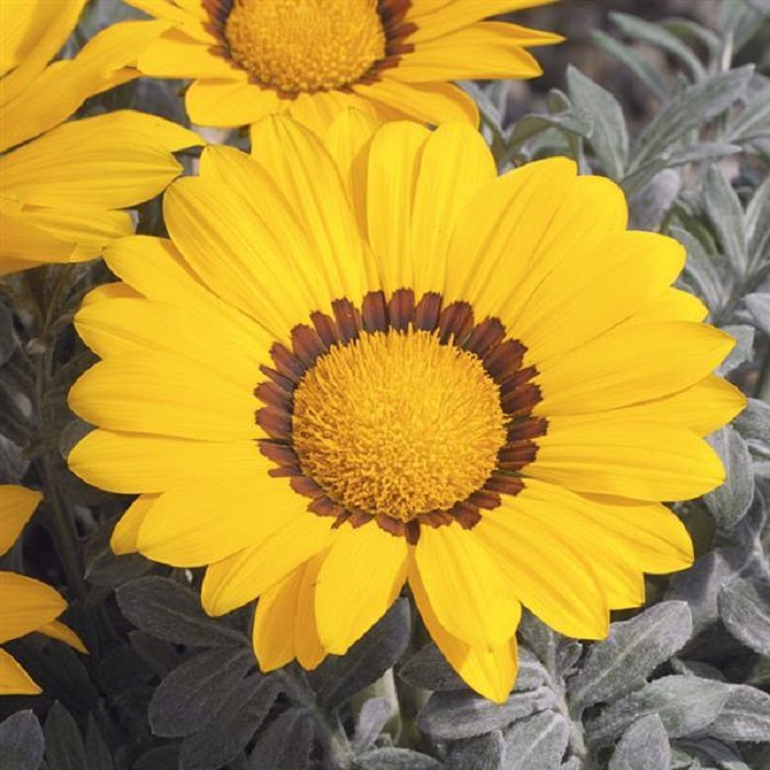 25 Gazania Seeds Frosty Kiss Yellow Flower Seeds