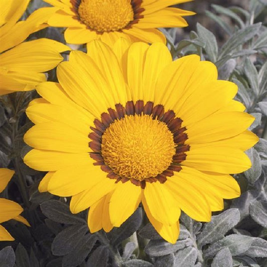 25 Gazania Seeds Frosty Kiss Yellow Flower Seeds