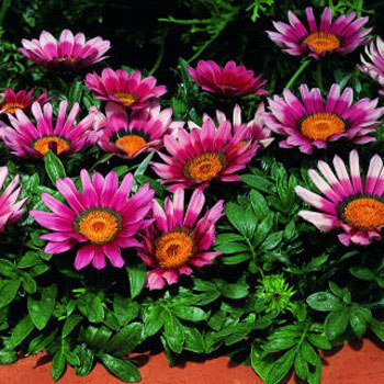 Gazania Seeds Garden Leader Pink Seeds 50 Flower Seeds
