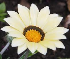 Gazania Seeds Garden Leader White Seeds 50 Flower Seeds