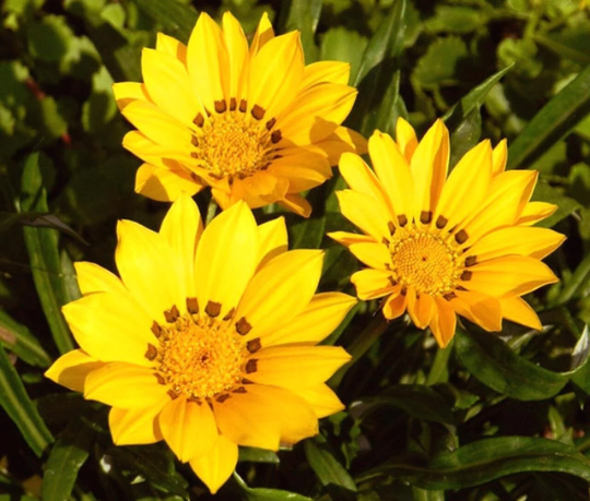Gazania Seeds Garden Leader Yellow Seeds 50 Flower Seeds