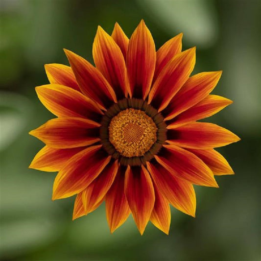 50 Gazania Seeds Kiss Golden Flame Flower Seeds