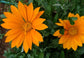 Gazania Seeds New Day Orange 25 Flower Seeds