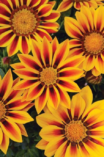 50 Gazania Seeds New Day Red Stripe Flower Seeds