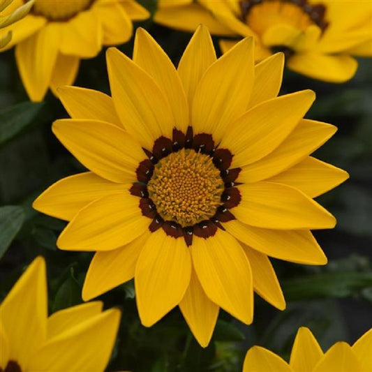 Gazania Seeds New Day Yellow 25 Flower Seeds