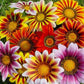 50 Gazania Seeds Sunshine Hybrids Mix Flower Seeds