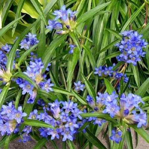 100 Gentiana Seeds Nikita Perennial Great For Rock Gardens Gentian