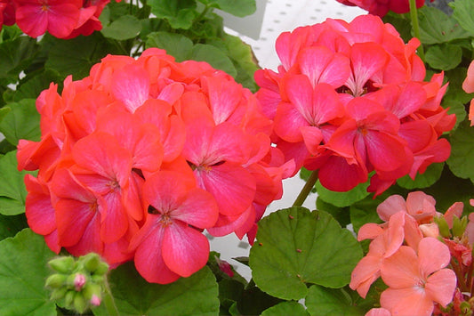 15 Apache Rose Bicolor Geranium Seeds Flower Seeds