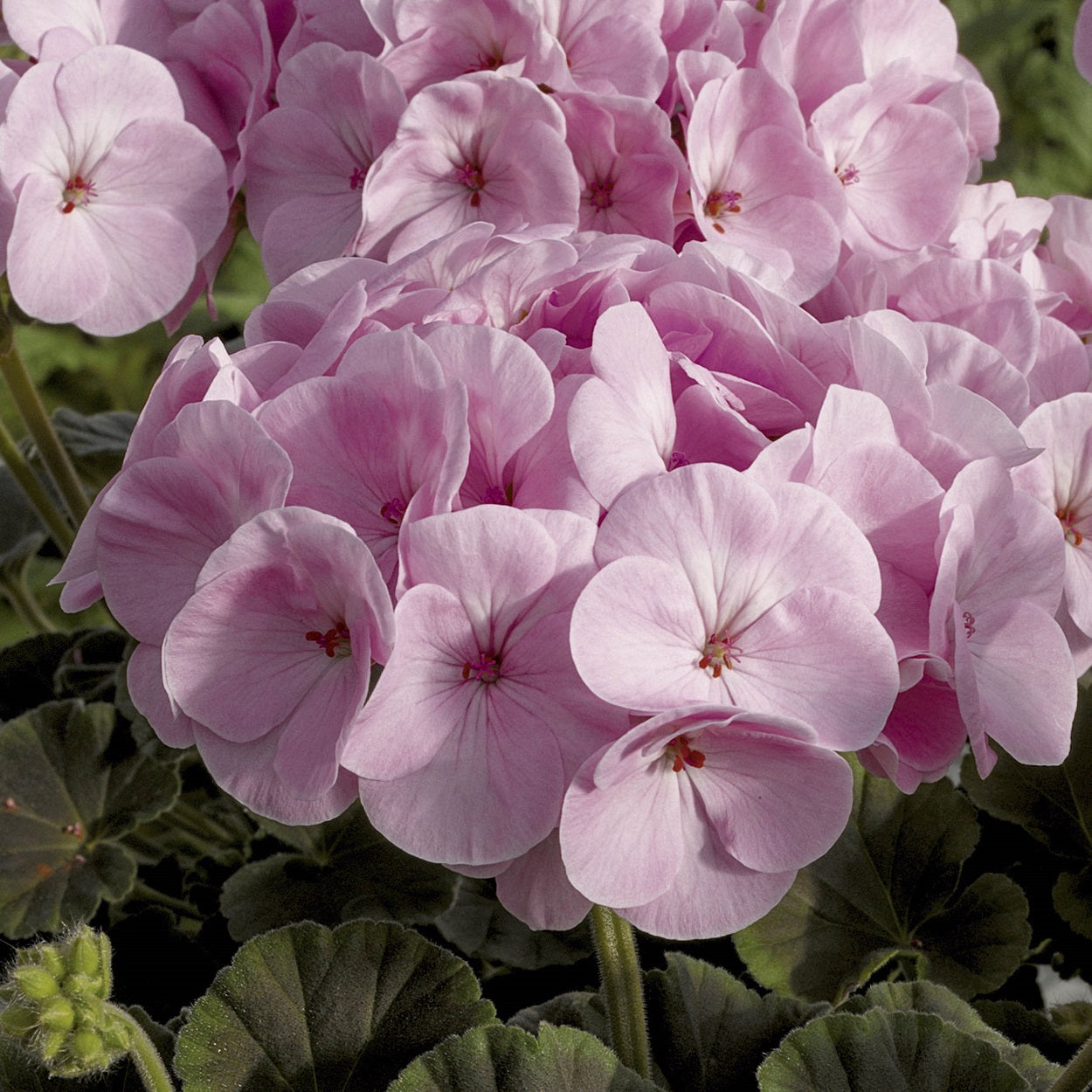 Geranium Seeds Bullseye Light Pink 15 Seeds