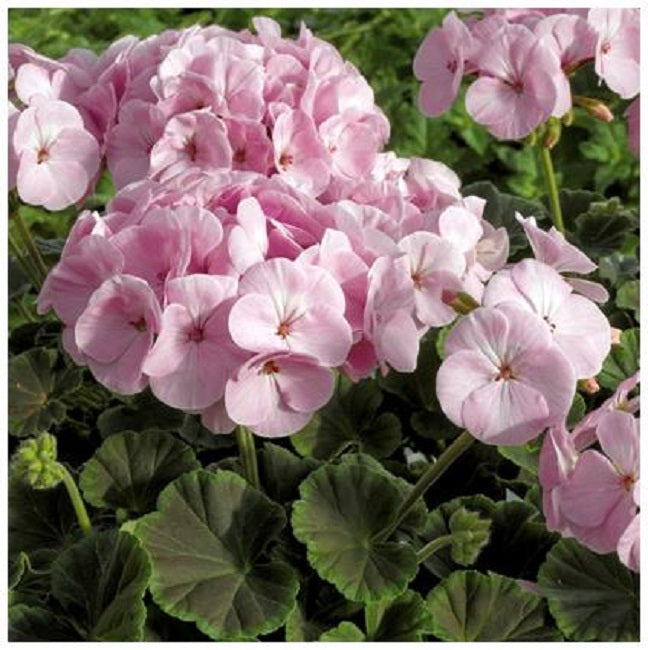 15 Geranium Seeds Geranium Bullseye Light Pink Flower Seeds