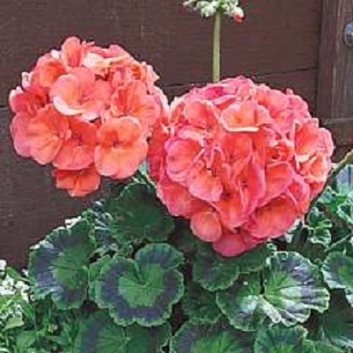 Mix Geranium Seeds Maverick Coral 15 thru 100 Seeds