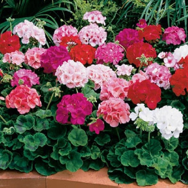 Geranium Seeds Maverick Mix 15 thru 100 Geranium Seeds Bulk Flower Seeds