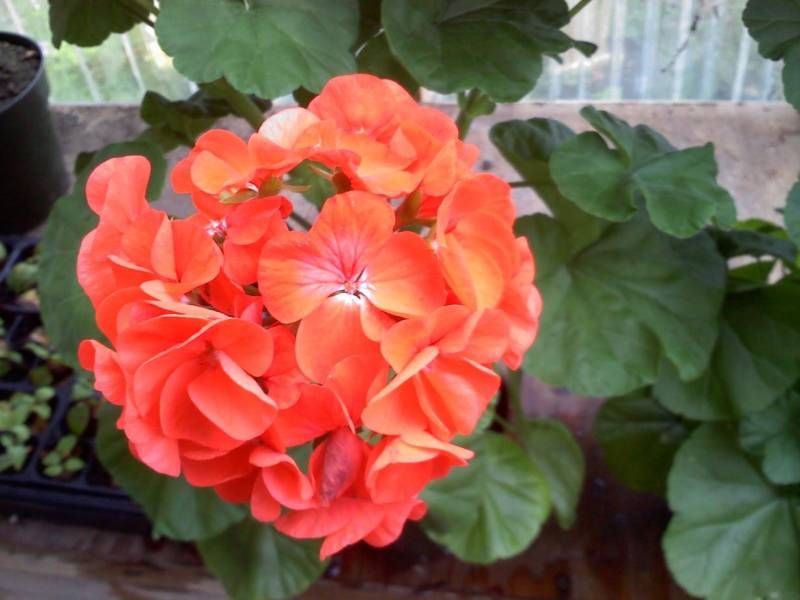 maverick coral geranium seeds Spring Seeds | Geranium Seeds