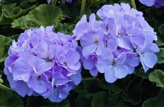Maverick Quick Silver 15 Geranium Seeds Trailing Petunia