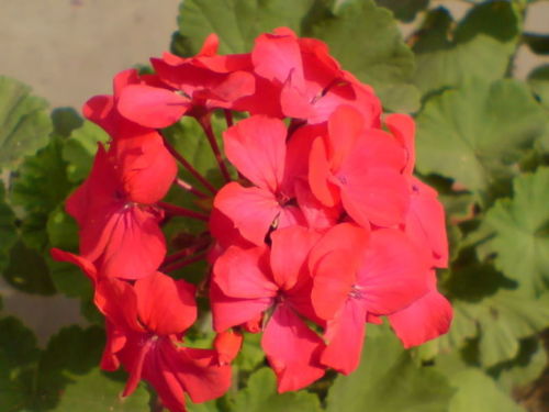coral geranium seeds Geranium Seeds | Maverick Coral
