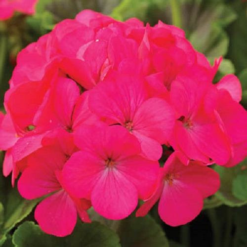 quicksilver geranium seeds Geranium Seeds | Maverick Quicksilver